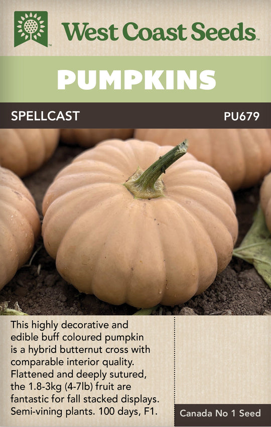 Pumpkin Spellcast - West Coast Seeds