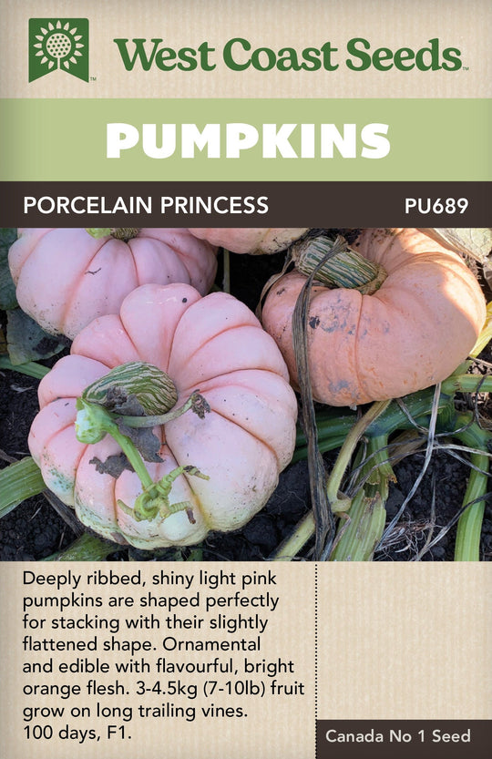 Pumpkin Porcelain Princess - West Coast Seeds