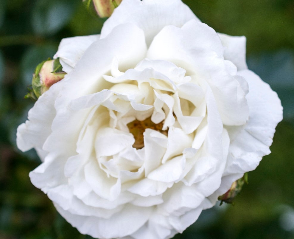 White Dawn - Star Roses and Plants