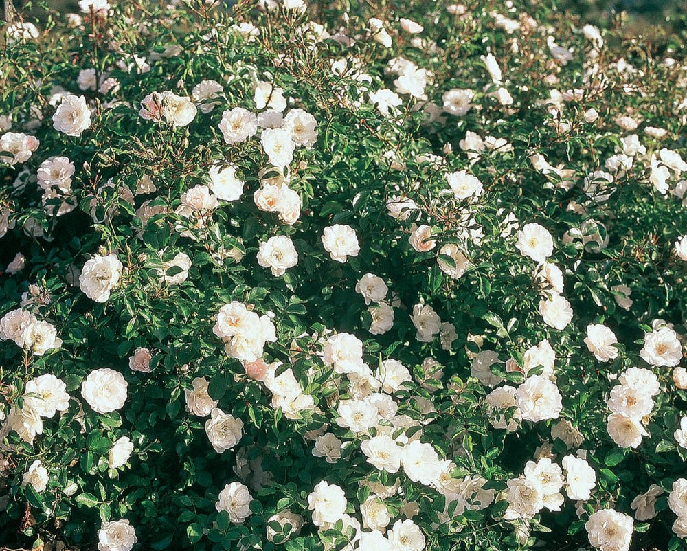 White Dawn - Star Roses and Plants