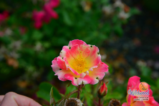 Watercolors Home Run - Weeks Rose