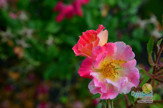 Watercolors Home Run - Weeks Rose