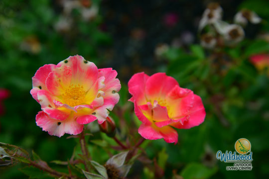 Watercolors Home Run - Weeks Rose