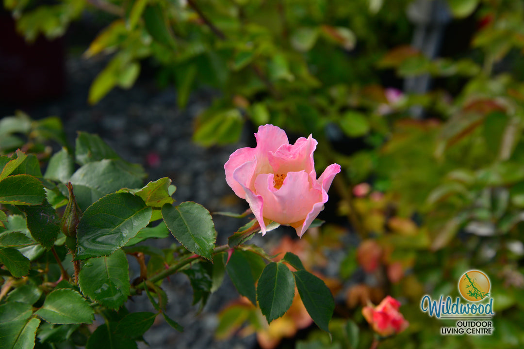 Watercolors Home Run - Weeks Rose