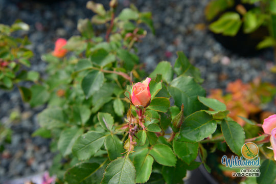 Watercolors Home Run - Weeks Rose