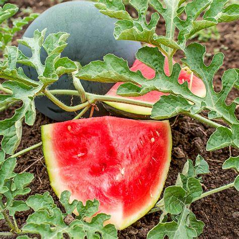 Watermelon Sugar Baby - Pacific Northwest Seeds