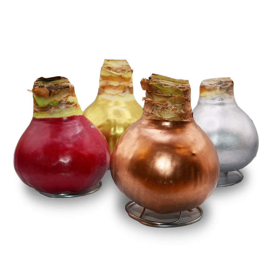 Amaryllis - Waxed Bulbs, White Bloom