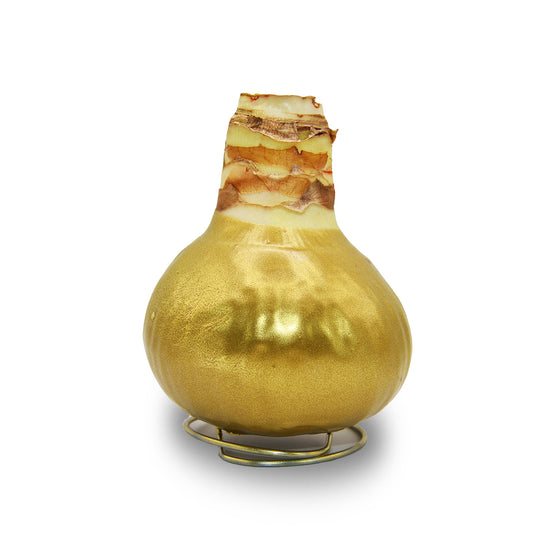 Amaryllis - Waxed Bulbs, White Bloom