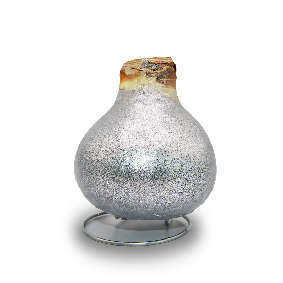 Amaryllis - Waxed Bulbs, White Bloom