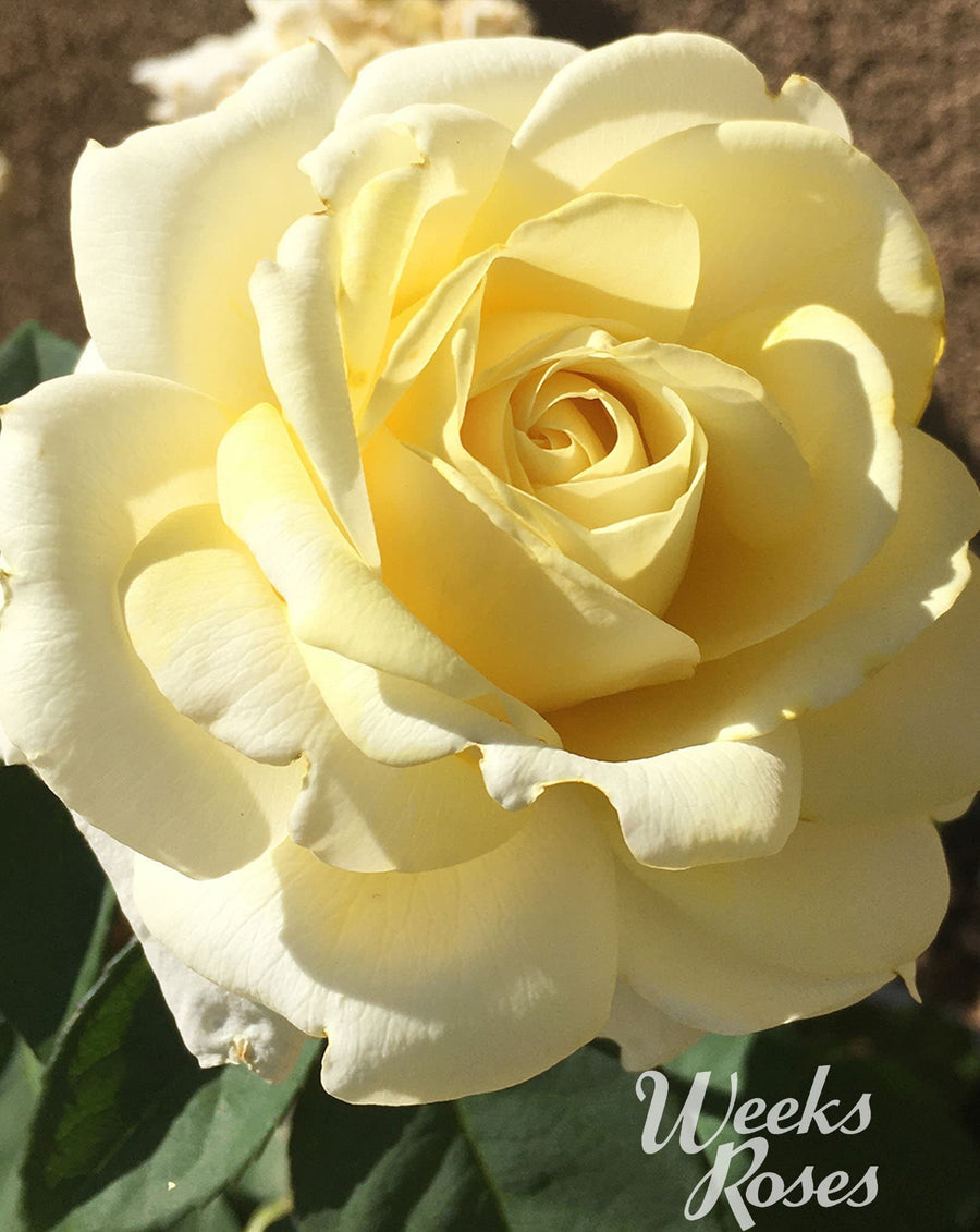 Weekly Roses Roses | Over 450 Varieties | Canada-Wide Shipping – Wildwood Outdoor Living