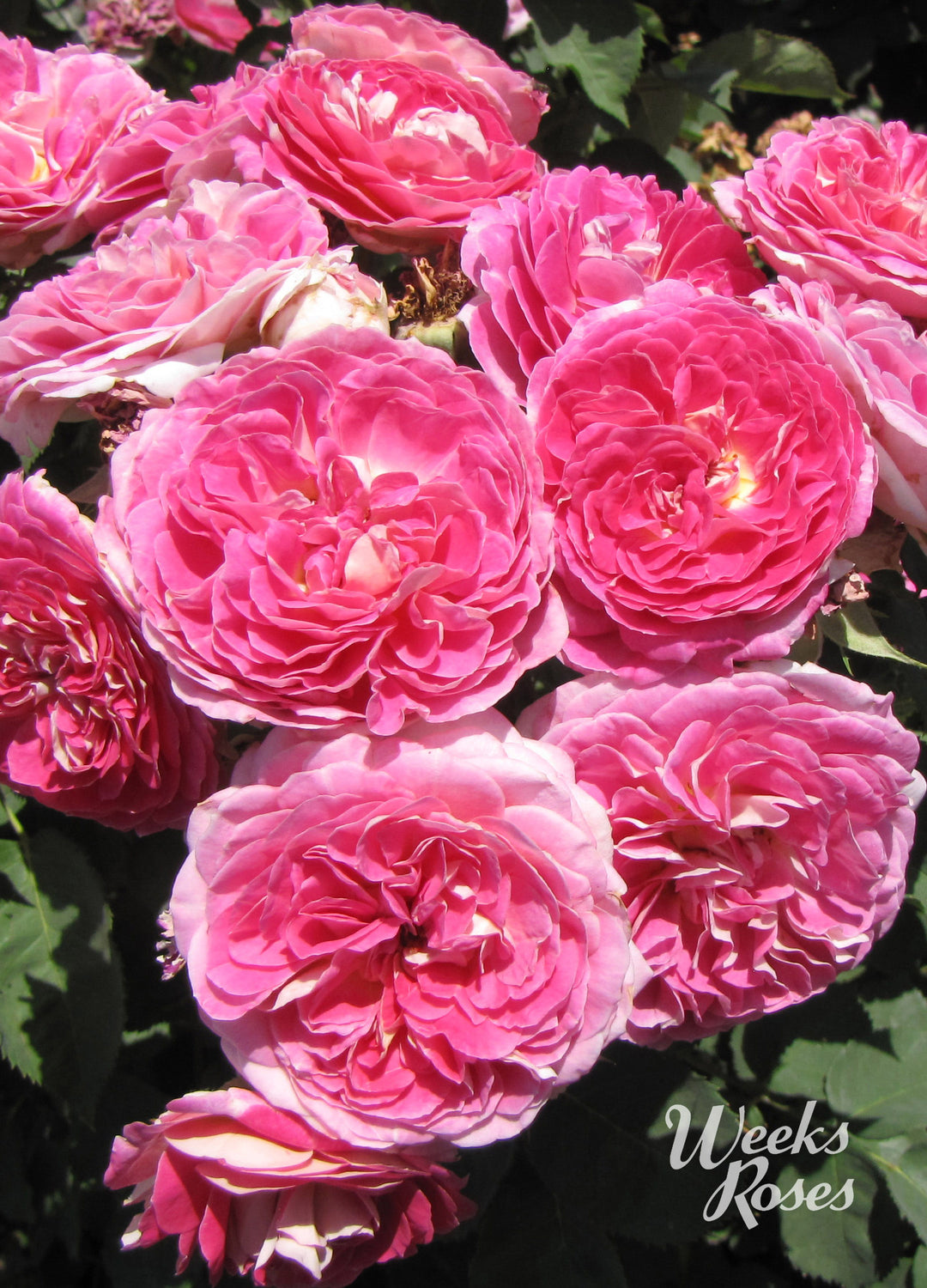 Fashion Forward - Weeks Rose
