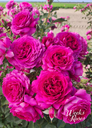 Light Years Away - Weeks Rose