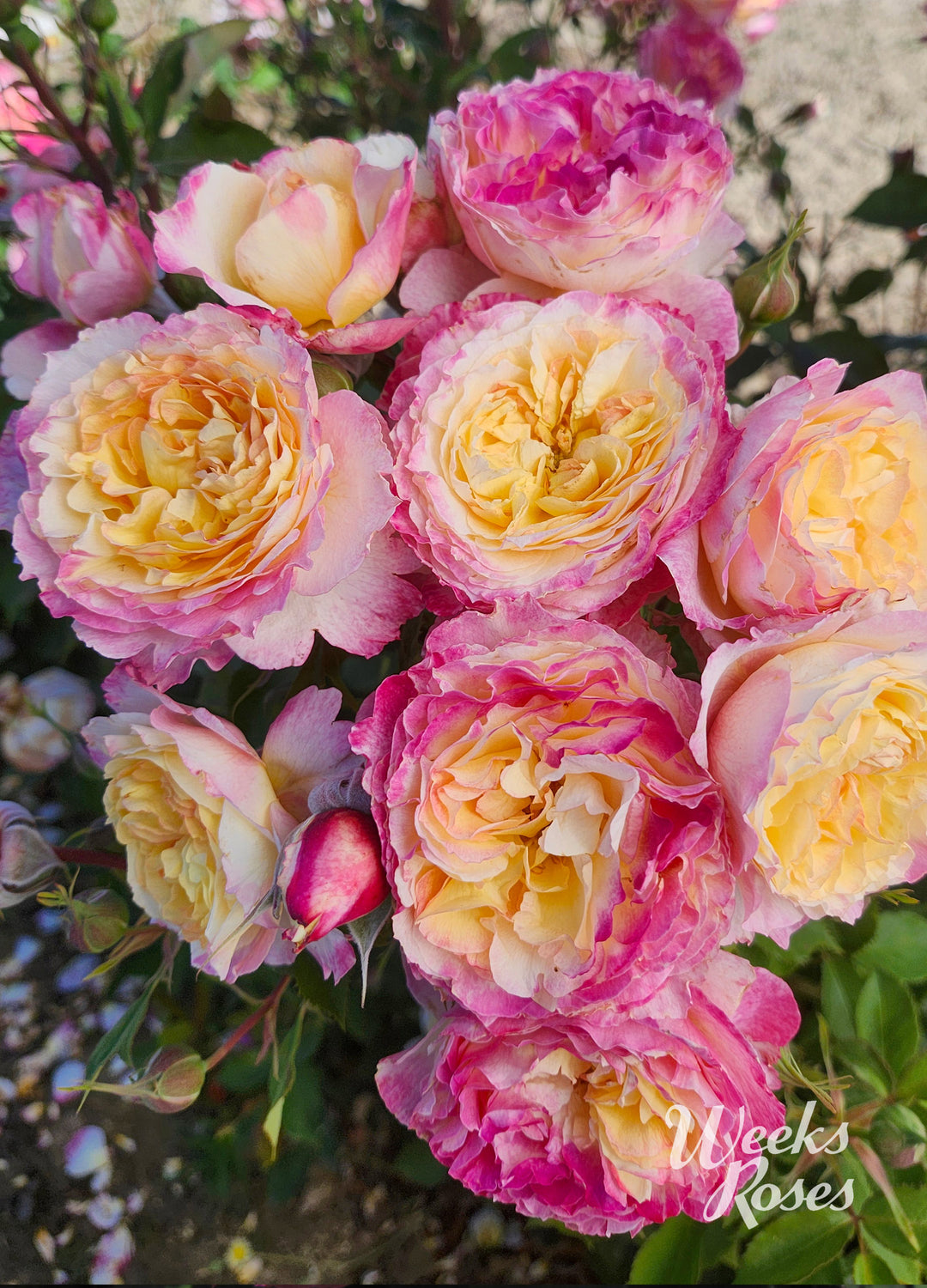 Living The Dream - Weeks Rose