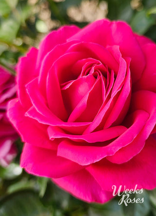 Nothing But Class - Weeks Rose