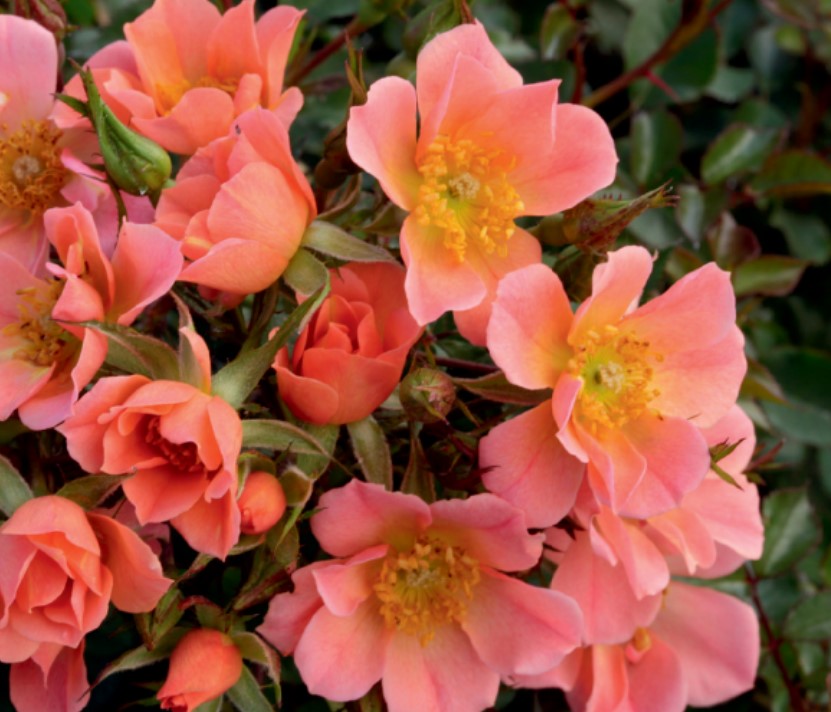 Wweks Roses Roses | Over 450 Varieties | Canada-Wide Shipping – Wildwood Outdoor Living