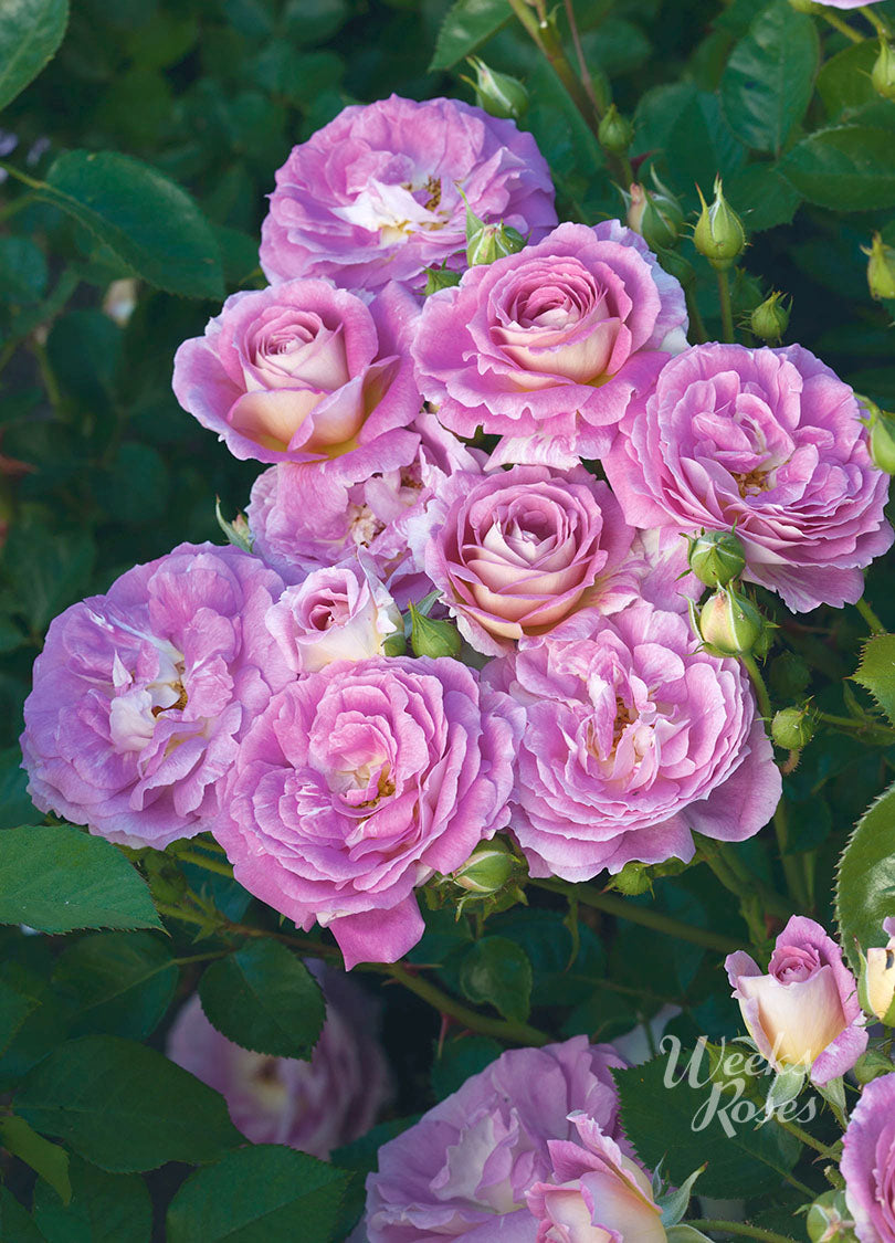 Arctic Blue - Weeks Rose