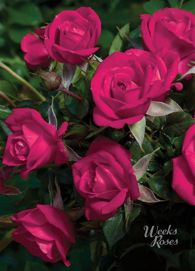 Be My Baby - Weeks Rose