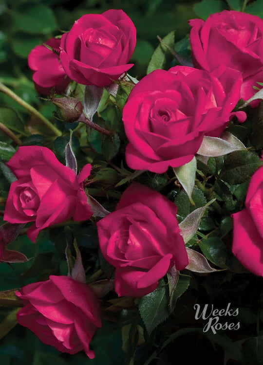 Be My Baby - Weeks Rose