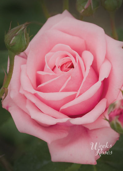 Cecile Brunner - Weeks Rose