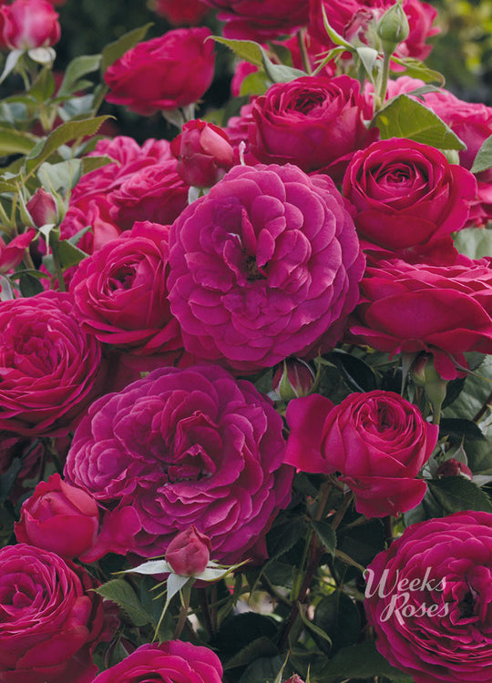 Celestial Night - Weeks Rose