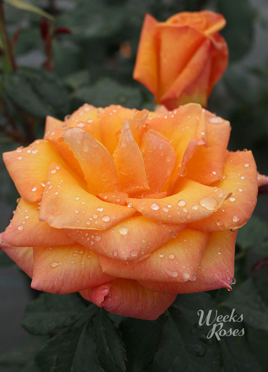 Chris Evert - Weeks Rose