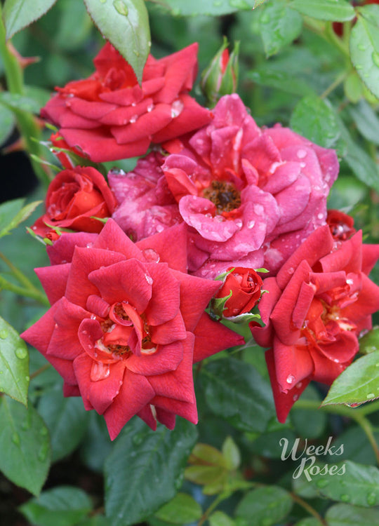 Coffee Bean - Weeks Rose