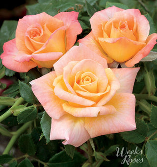 Cutie Pie - Weeks Rose