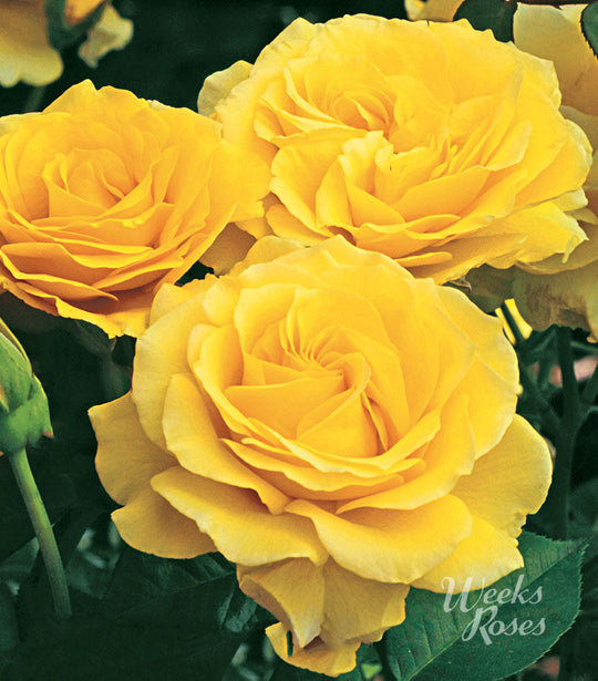 Doris Day - Weeks Rose