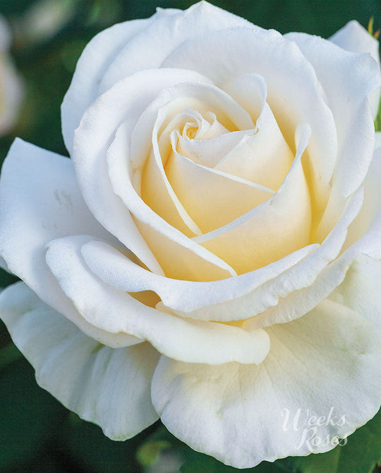 Easy Spirit - Weeks Rose