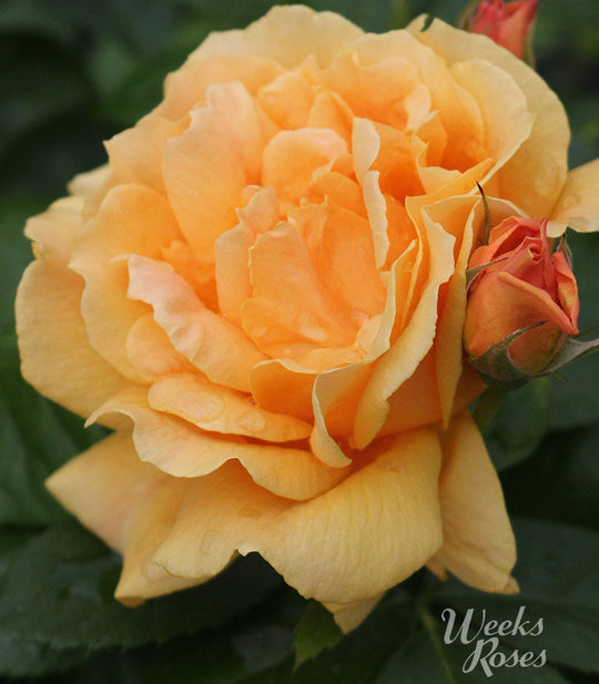 Easy Going - Weeks Rose