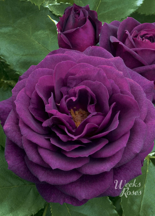 Ebb Tide - Weeks Rose