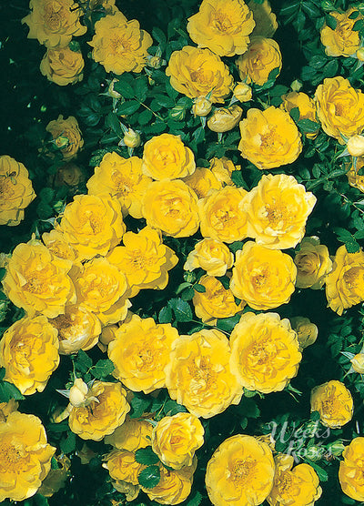 Persian Yellow - Weeks Rose