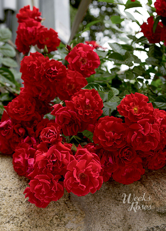 Red Ribbons - Weeks Rose