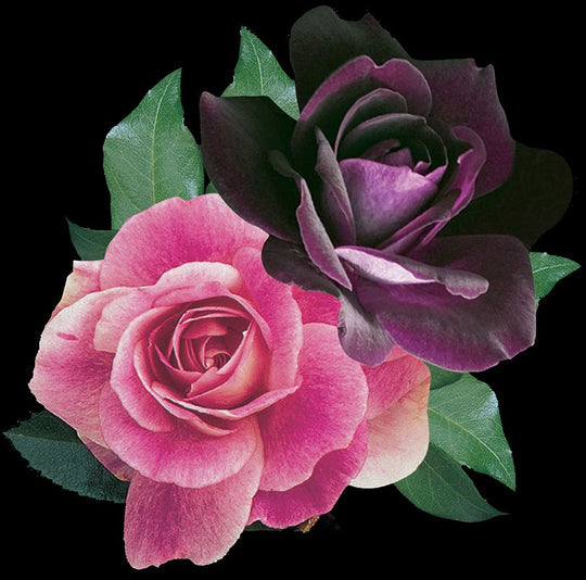 Brilliant Pink & Burgundy Iceberg | 36" Tree Rose - Weeks Roses