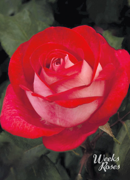 Love at First Sight - Week's Rose