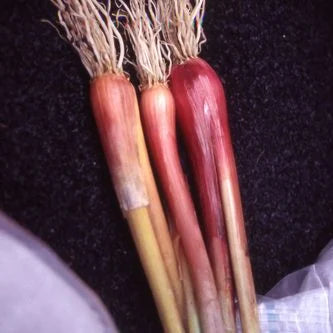 Onion Welsh Bunching International - Aimers Seeds