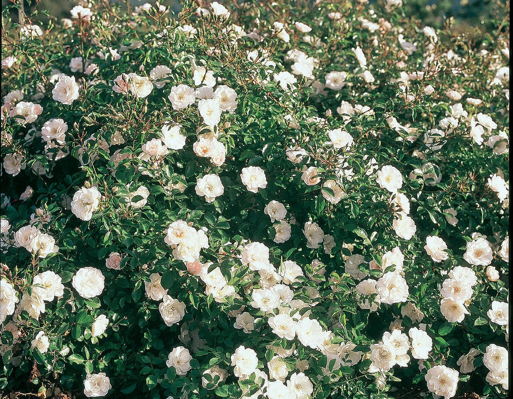 White Dawn - Star Roses and Plants