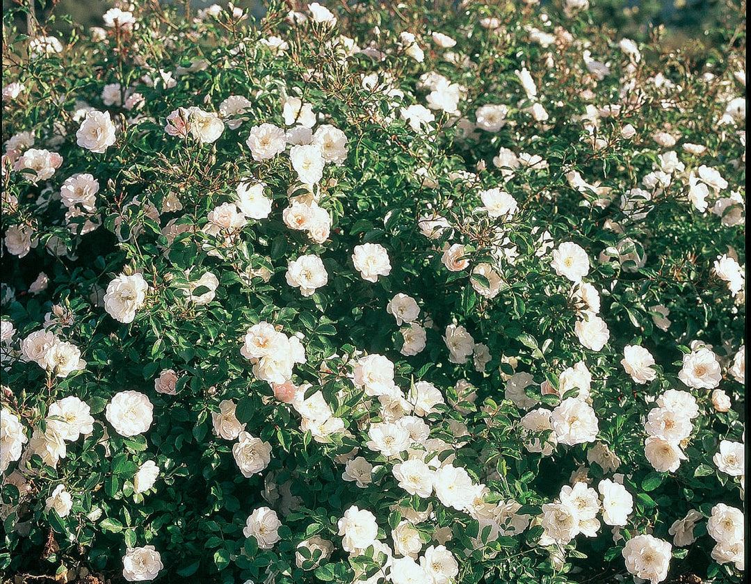 White Dawn - Star Roses and Plants