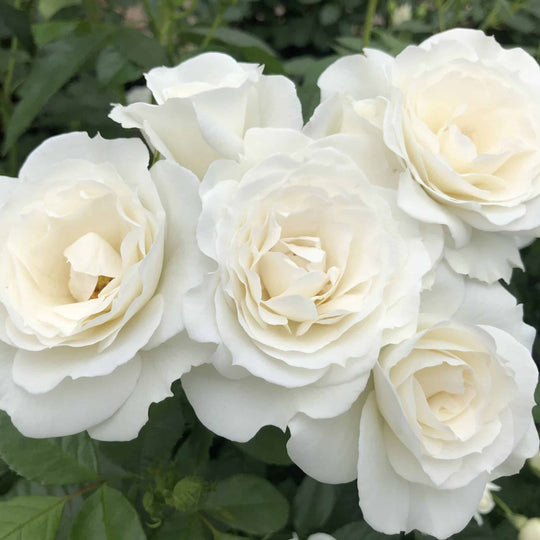 Veranda® White - Kordes® Roses