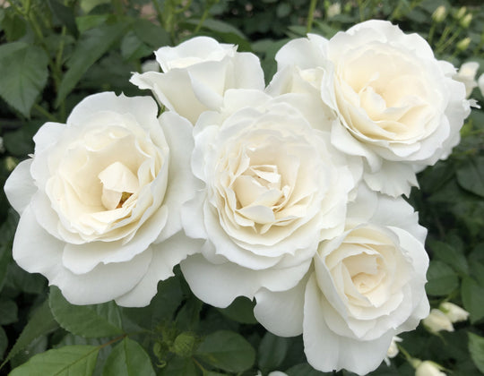 Veranda® White - Star Roses and Plants