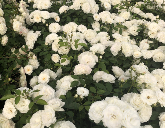 Veranda® White - Star Roses and Plants