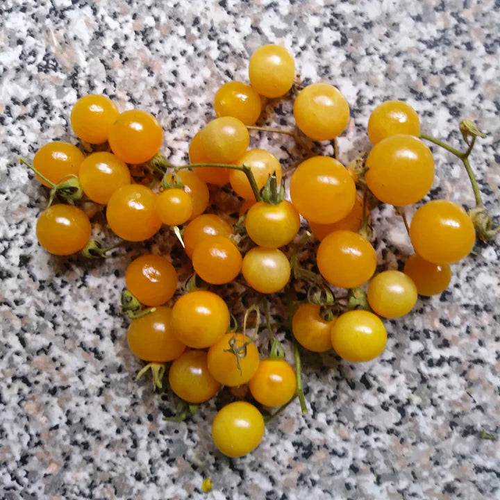 Tomato White Current - Eagleridge Seeds