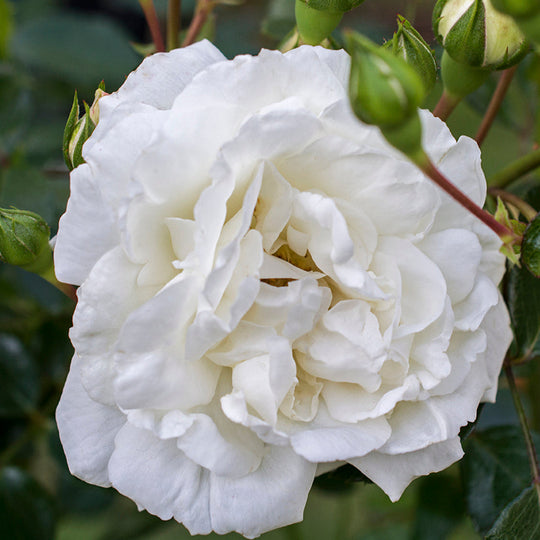 White Dawn - Star Roses and Plants