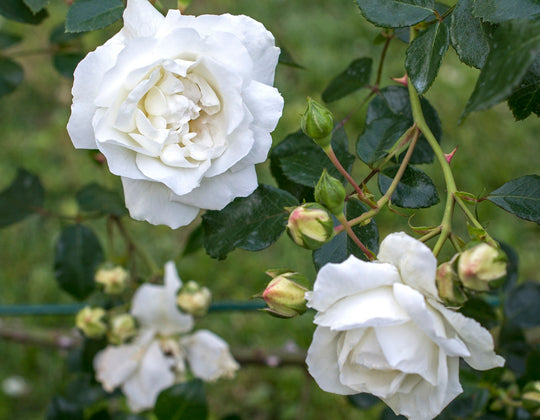 White Dawn - Star Roses and Plants
