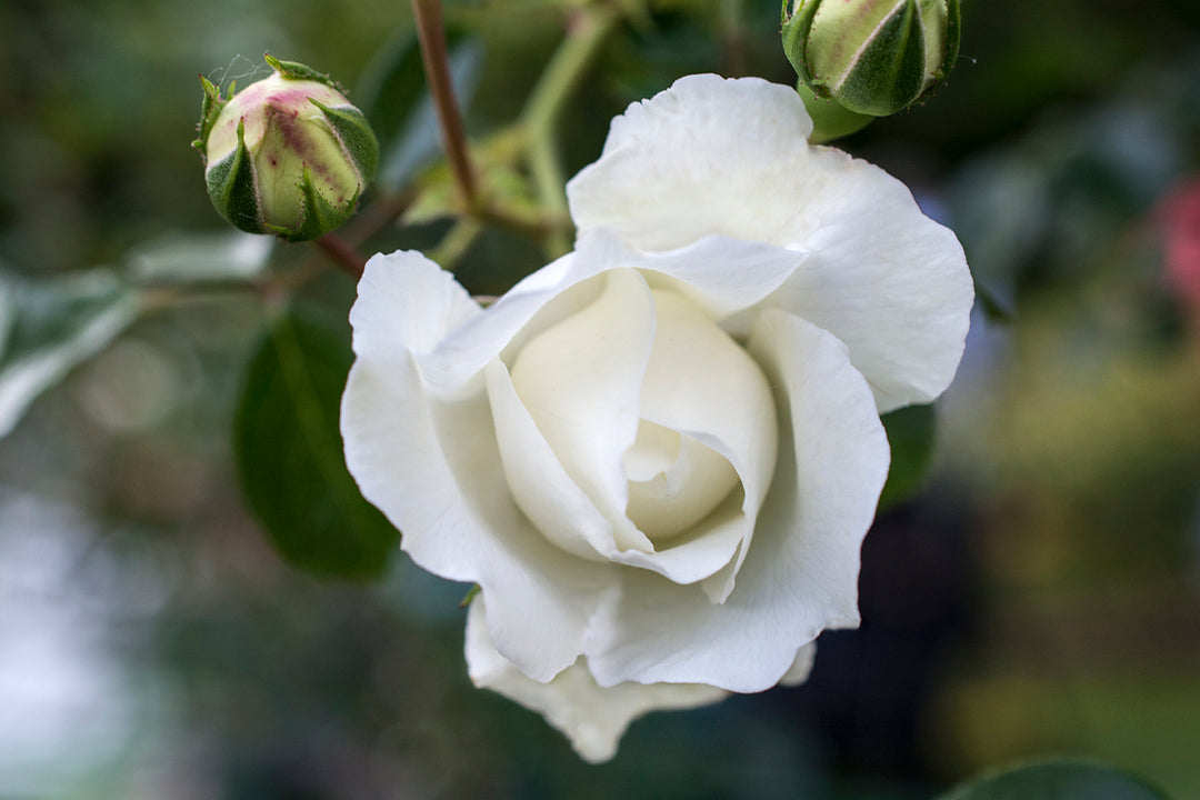 White Dawn - Star Roses and Plants