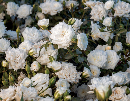 White Drift - Star Roses and Plants