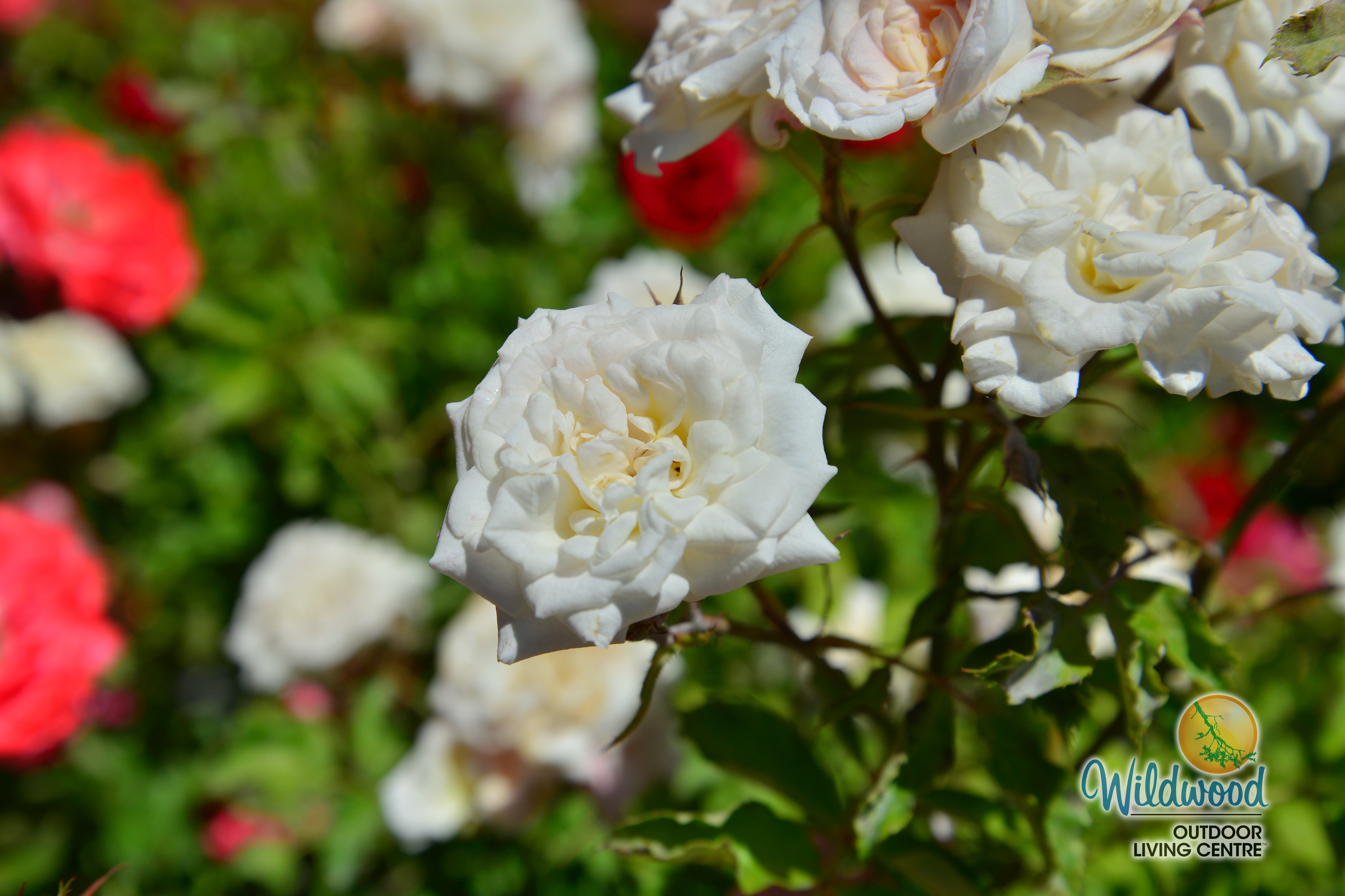 White Drift - Star Roses and Plants – Wildwood Outdoor Living