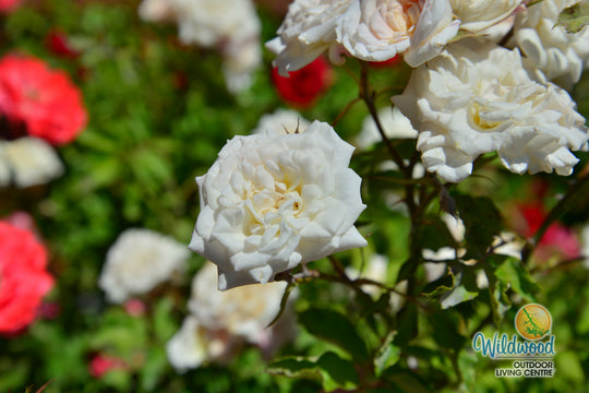 White Drift - Star Roses and Plants
