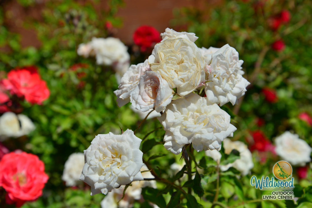 White Drift - Star Roses and Plants