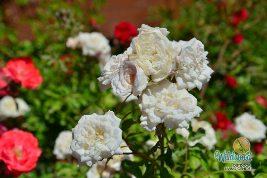 White Drift - Star Roses and Plants